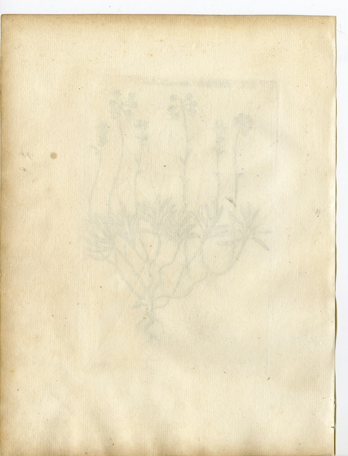 , Rare-Antique Print-IBERIS SAXATILIS-ROCK CANDYTUFT-Belleval-1796, Pictura Antique Prints