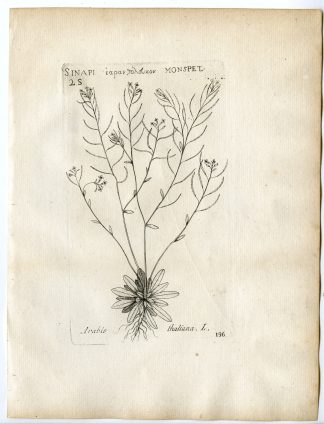 Rare-Antique Print-ARABIDOPSIS THALIANA-THALE CRESS-Belleval-1796