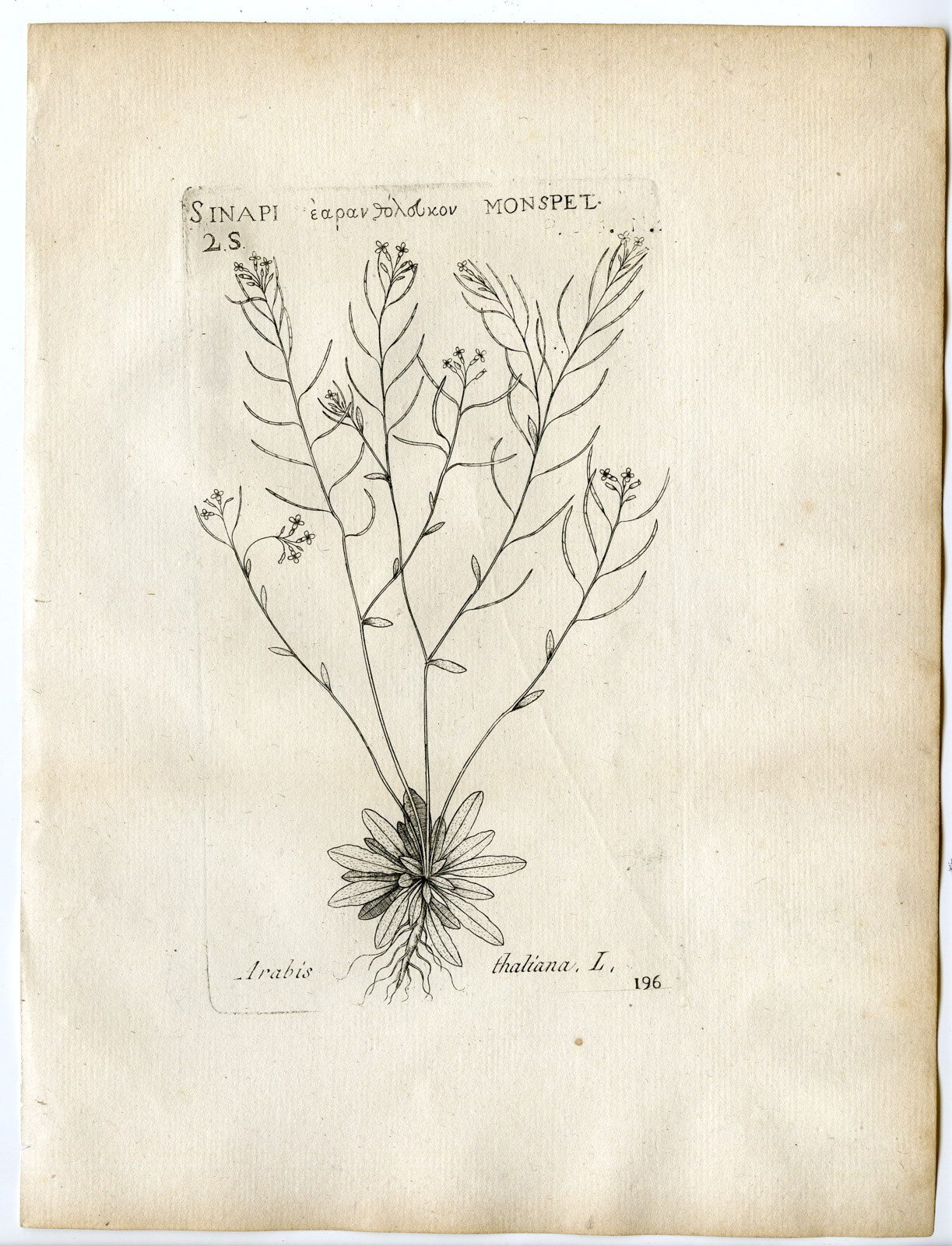 , Rare-Antique Print-ARABIDOPSIS THALIANA-THALE CRESS-Belleval-1796, Pictura Antique Prints