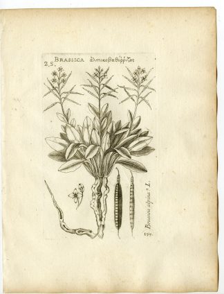 Rare-Antique Print-FOURRAEA ALPINA-BRASSICA-Belleval-1796