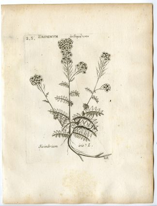 Rare-Antique Print-SISIMBRIUM IRIO-LONDON ROCKET-Belleval-1796