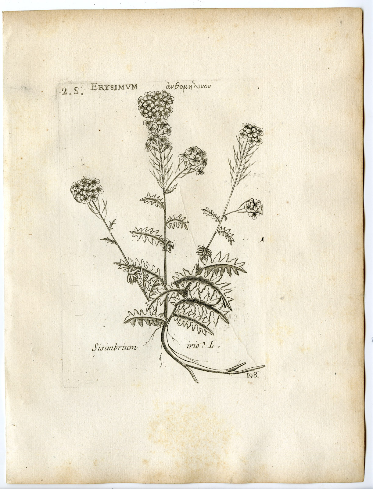 , Rare-Antique Print-SISIMBRIUM IRIO-LONDON ROCKET-Belleval-1796, Pictura Antique Prints