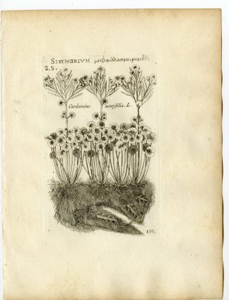 Rare-Antique Print-CARDAMINE ASARIFOLIA-BITTERCRESS-Belleval-1796