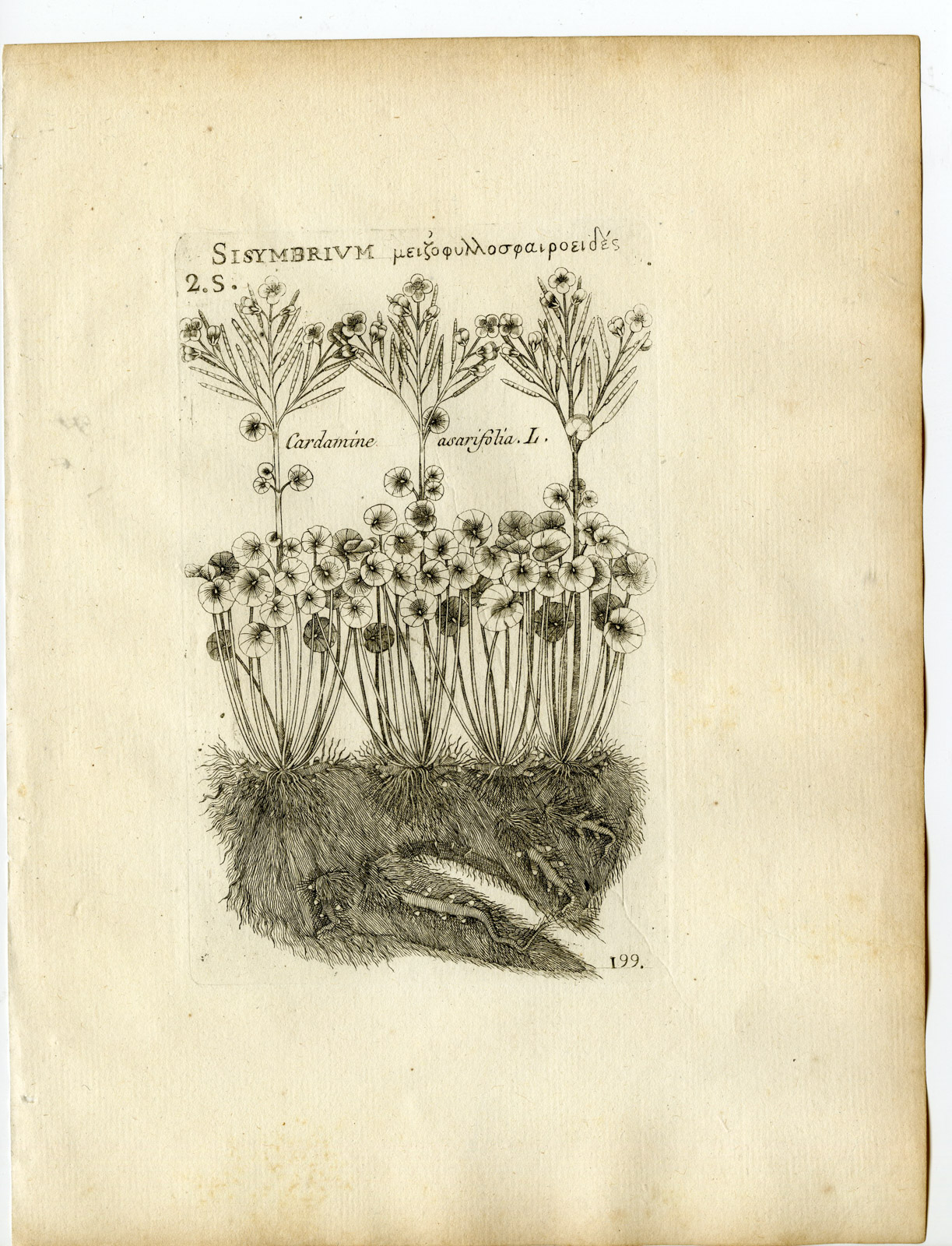 , Rare-Antique Print-CARDAMINE ASARIFOLIA-BITTERCRESS-Belleval-1796, Pictura Antique Prints