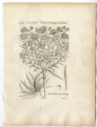 Rare-Antique Print-MATTHIOLA INCANA-COMMON STOCK-Belleval-1796