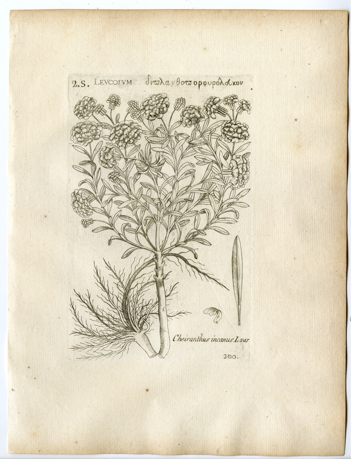 , Rare-Antique Print-MATTHIOLA INCANA-COMMON STOCK-Belleval-1796, Pictura Antique Prints