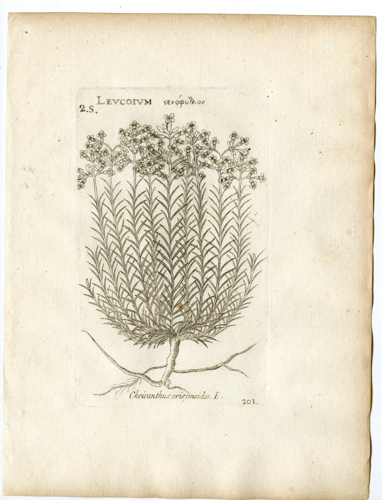 , Rare-Antique Print-ERYSIMUM CHEIRANTHOIDES- TREACLE MUSTARD-Belleval-1796, Pictura Antique Prints