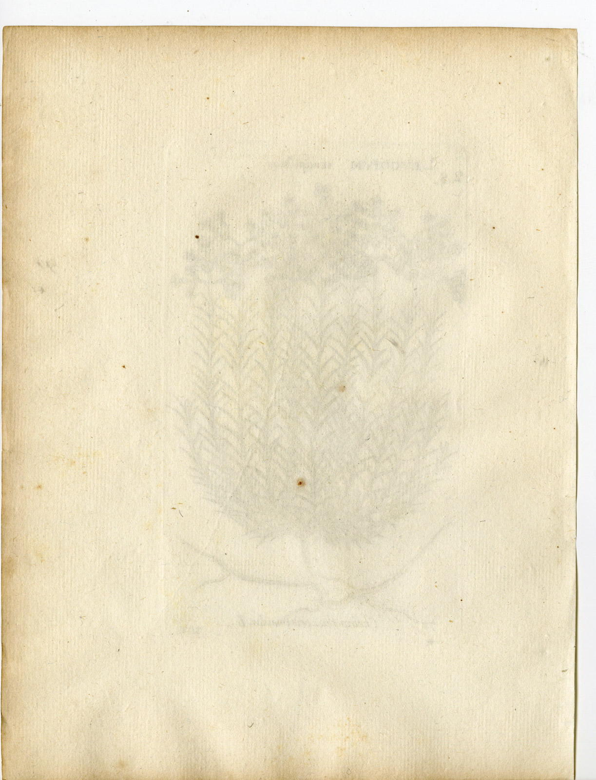 , Rare-Antique Print-ERYSIMUM CHEIRANTHOIDES- TREACLE MUSTARD-Belleval-1796, Pictura Antique Prints