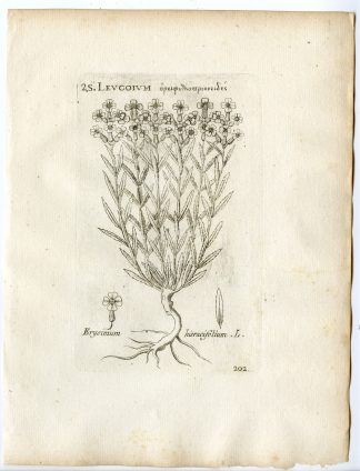 Rare-Antique Print-ERYSIMUM ODORATUM-HIERACIFOLIUM-Belleval-1796