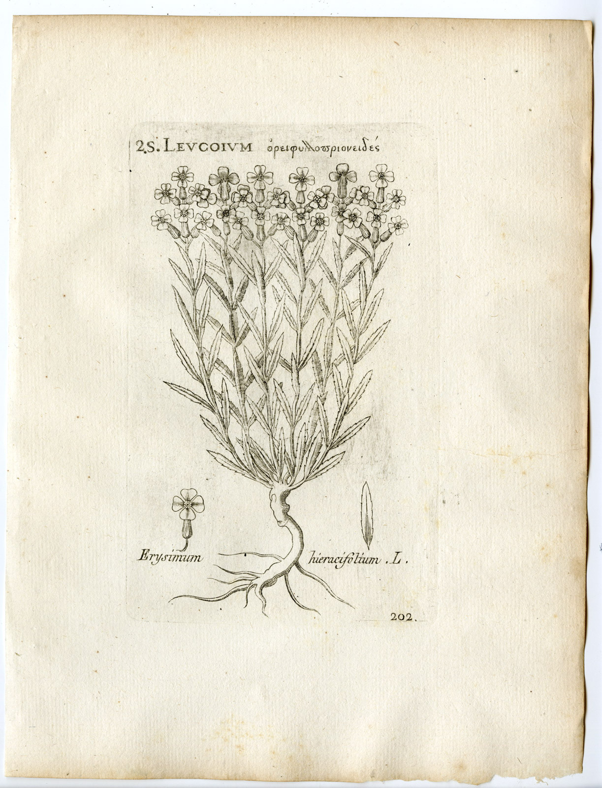 , Rare-Antique Print-ERYSIMUM ODORATUM-HIERACIFOLIUM-Belleval-1796, Pictura Antique Prints