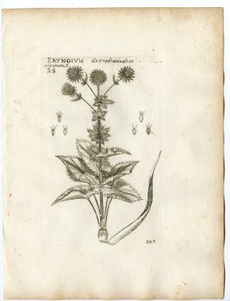 Rare-Antique Print-ERYNGIUM ALPINUM-ALPINE SEA HOLLY-Belleval-1796