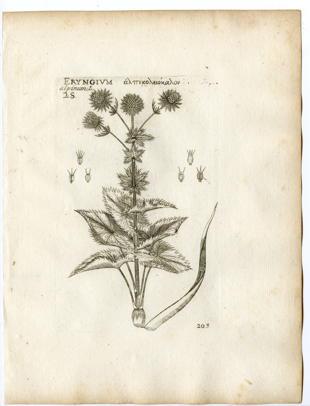 , Rare-Antique Print-ERYNGIUM ALPINUM-ALPINE SEA HOLLY-Belleval-1796, Pictura Antique Prints