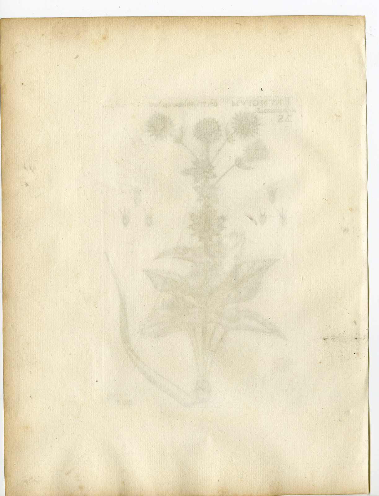 , Rare-Antique Print-ERYNGIUM ALPINUM-ALPINE SEA HOLLY-Belleval-1796, Pictura Antique Prints