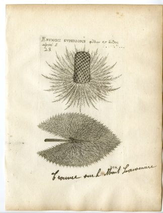Rare-Antique Print-ERYNGIUM ALPINUM-ALPINE SEA HOLLY-Belleval-1796