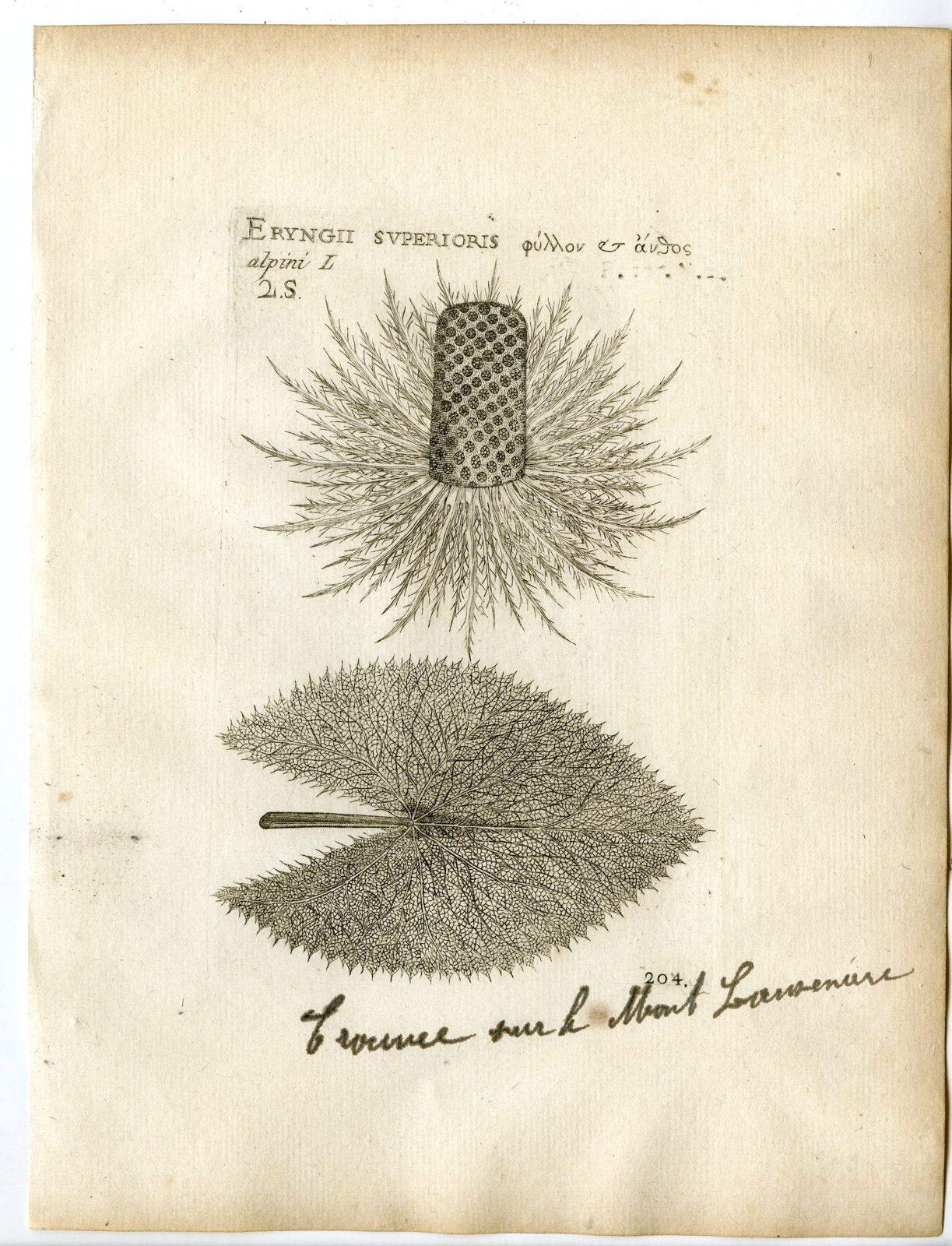 , Rare-Antique Print-ERYNGIUM ALPINUM-ALPINE SEA HOLLY-Belleval-1796, Pictura Antique Prints