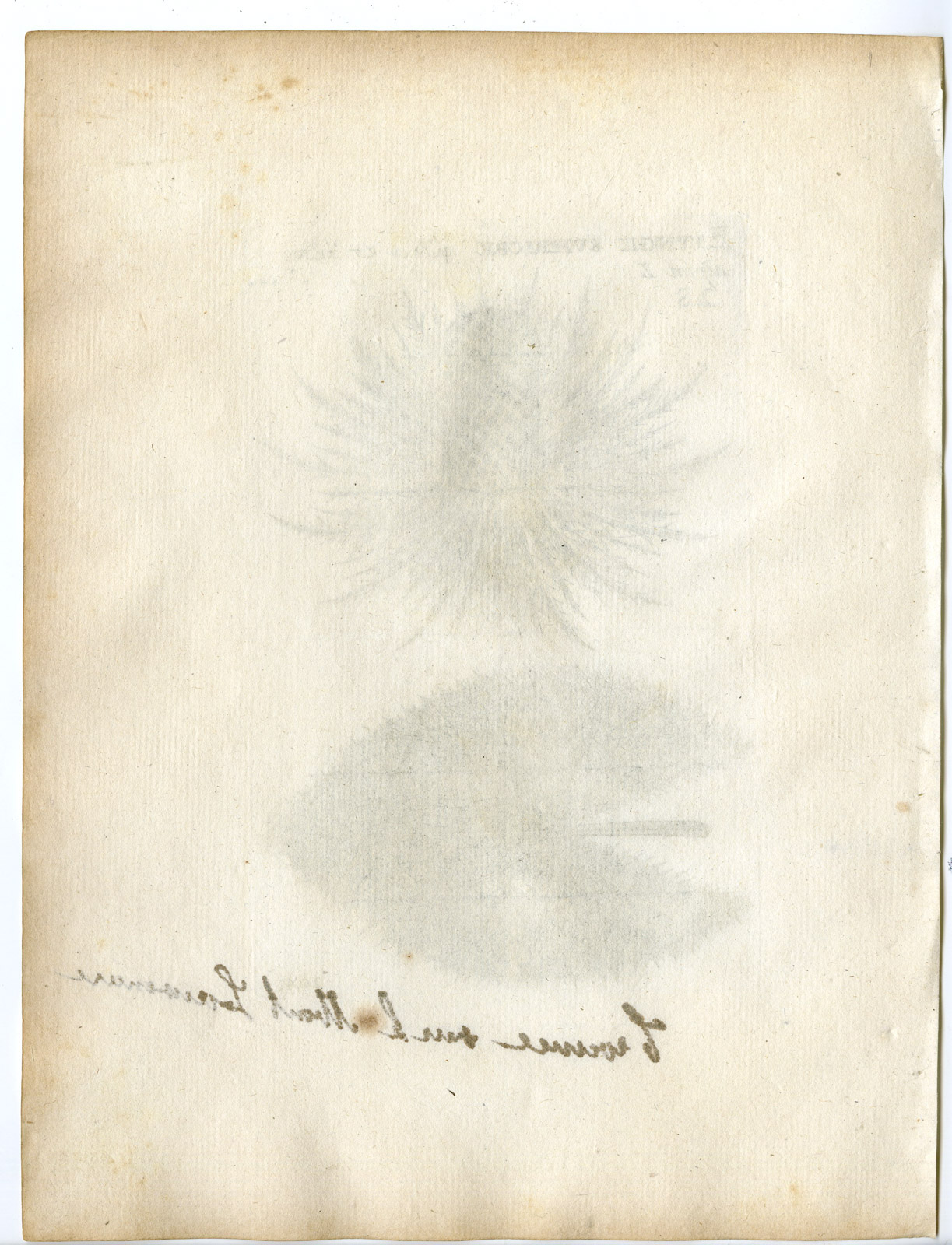 , Rare-Antique Print-ERYNGIUM ALPINUM-ALPINE SEA HOLLY-Belleval-1796, Pictura Antique Prints