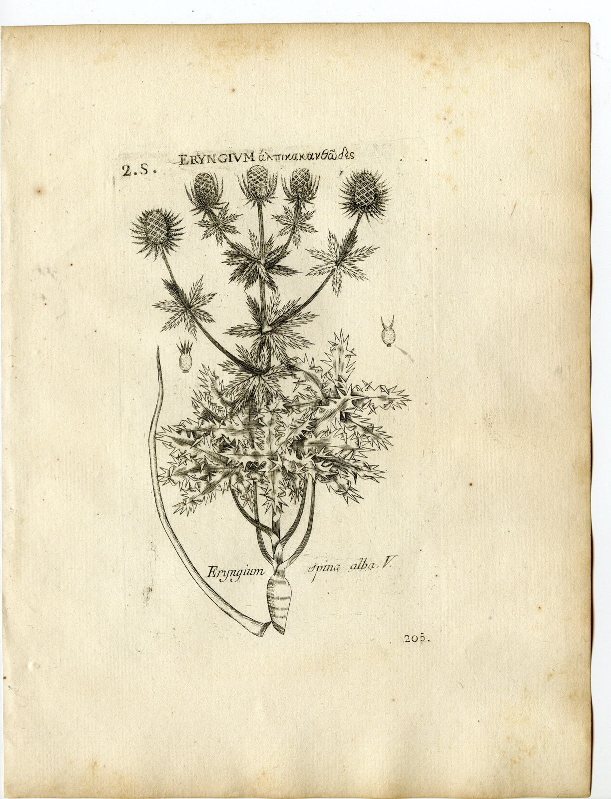 , Rare-Antique Print-ERYNGIUM SPINALBA-FEATHER SEA HOLLY-Belleval-1796, Pictura Antique Prints