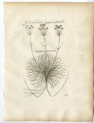 Rare-Antique Print-BUPLEURUM PETRAEUM-ROCK HARE'S EAR-Belleval-1796
