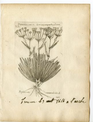 Rare-Antique Print-BUPLEURUM RANUNCULOIDES-HARE'S EAR-Belleval-1796