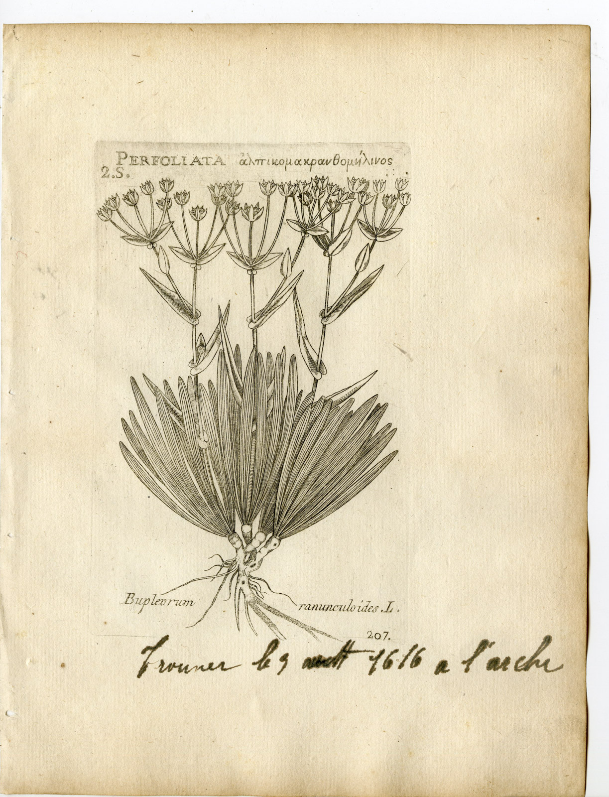 , Rare-Antique Print-BUPLEURUM RANUNCULOIDES-HARE’S EAR-Belleval-1796, Pictura Antique Prints