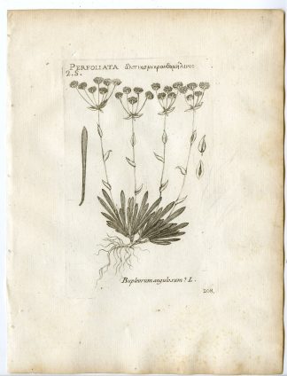 Rare-Antique Print-BUPLEURUM ANGULOSUM-APIACEAE-Belleval-1796