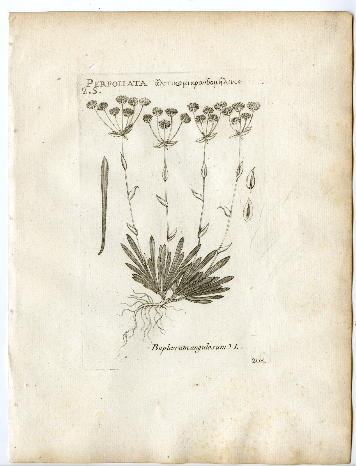 , Rare-Antique Print-BUPLEURUM ANGULOSUM-APIACEAE-Belleval-1796, Pictura Antique Prints