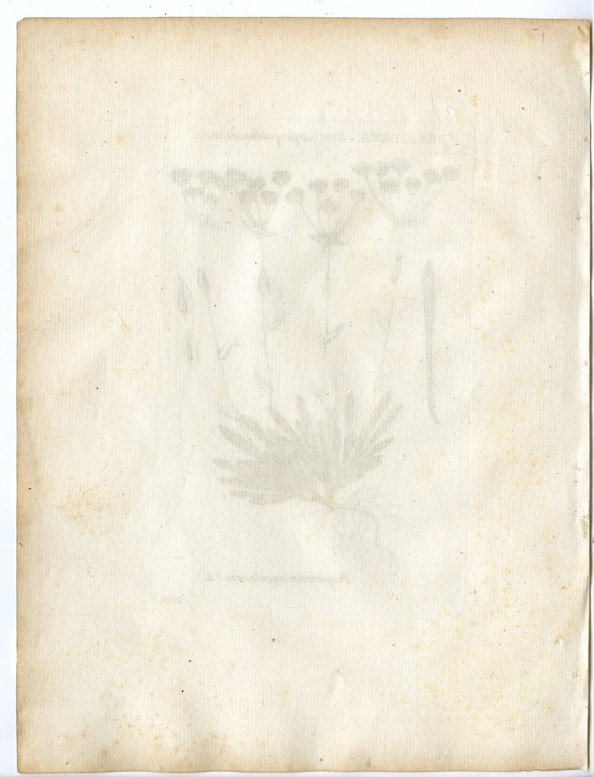 , Rare-Antique Print-BUPLEURUM ANGULOSUM-APIACEAE-Belleval-1796, Pictura Antique Prints