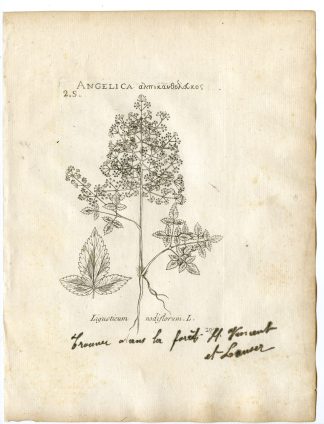 Rare-Antique Print-TROCHISCANTHES NODIFLORA-APIACEAE-Belleval-1796