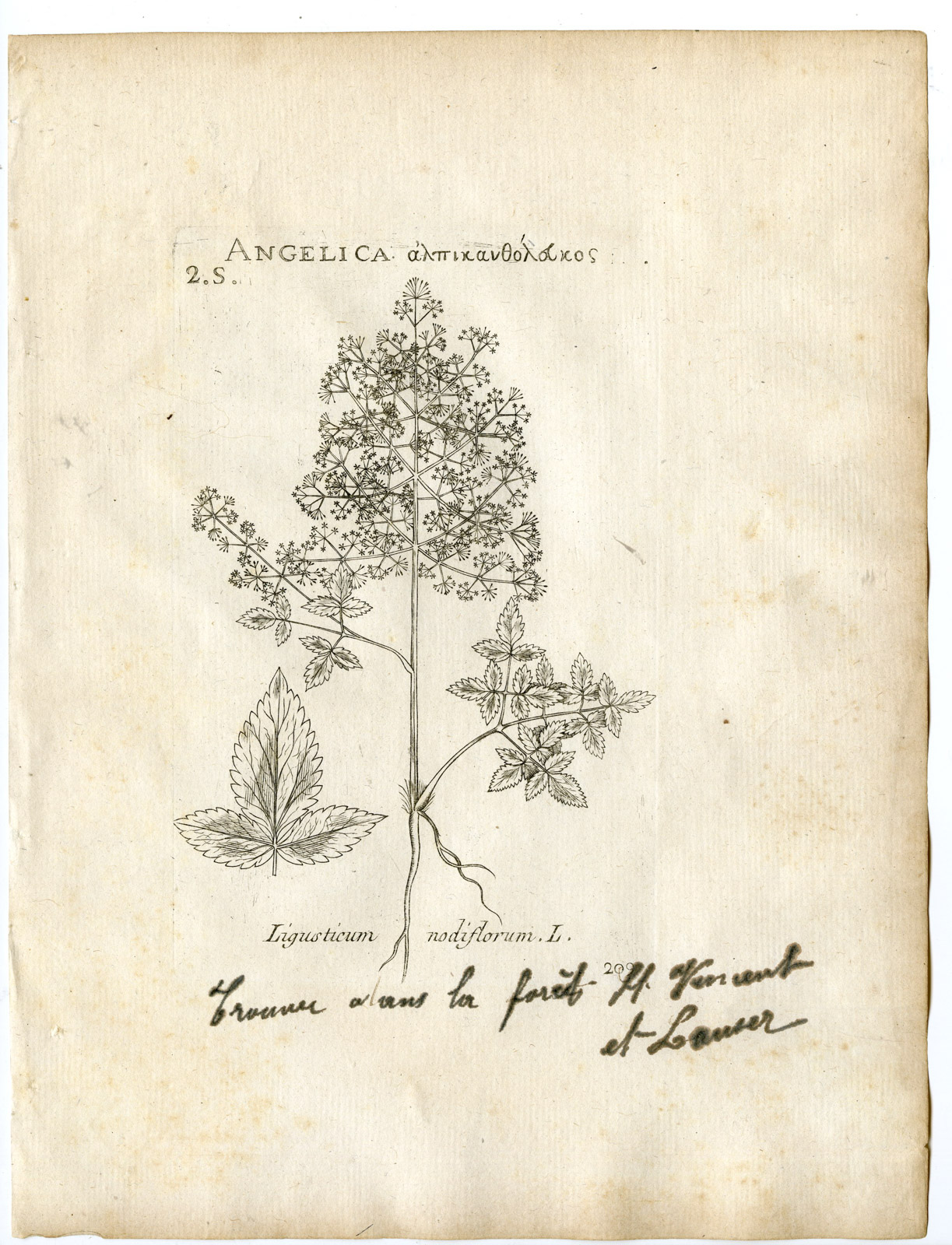 , Rare-Antique Print-TROCHISCANTHES NODIFLORA-APIACEAE-Belleval-1796, Pictura Antique Prints