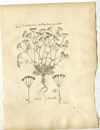 Rare-Antique Print-CARUM BUNIAS-APIACEAE-Belleval-1796