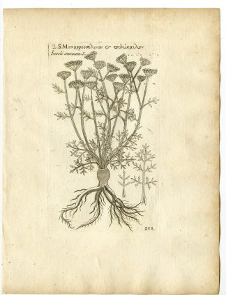 Rare-Antique Print-SESELI ANNUUM-ANNUAL CICELY-Belleval-1796