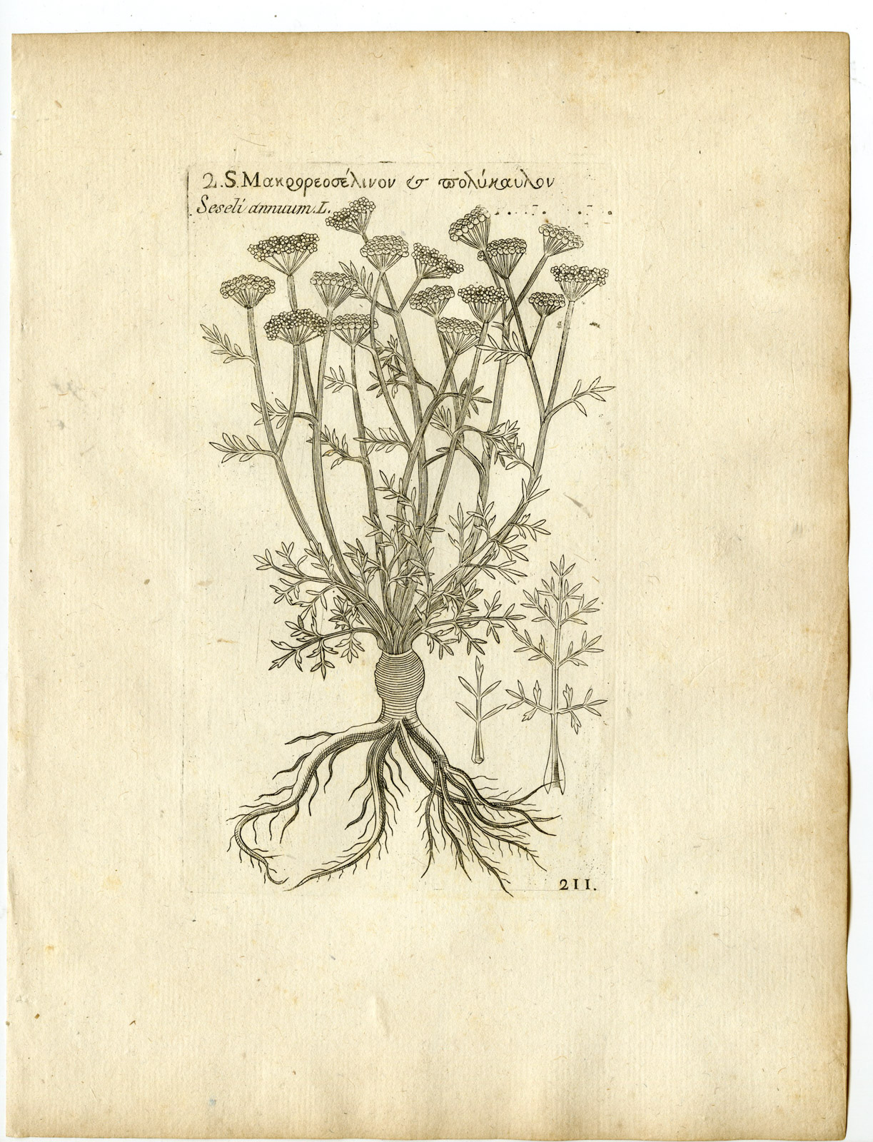 , Rare-Antique Print-SESELI ANNUUM-ANNUAL CICELY-Belleval-1796, Pictura Antique Prints