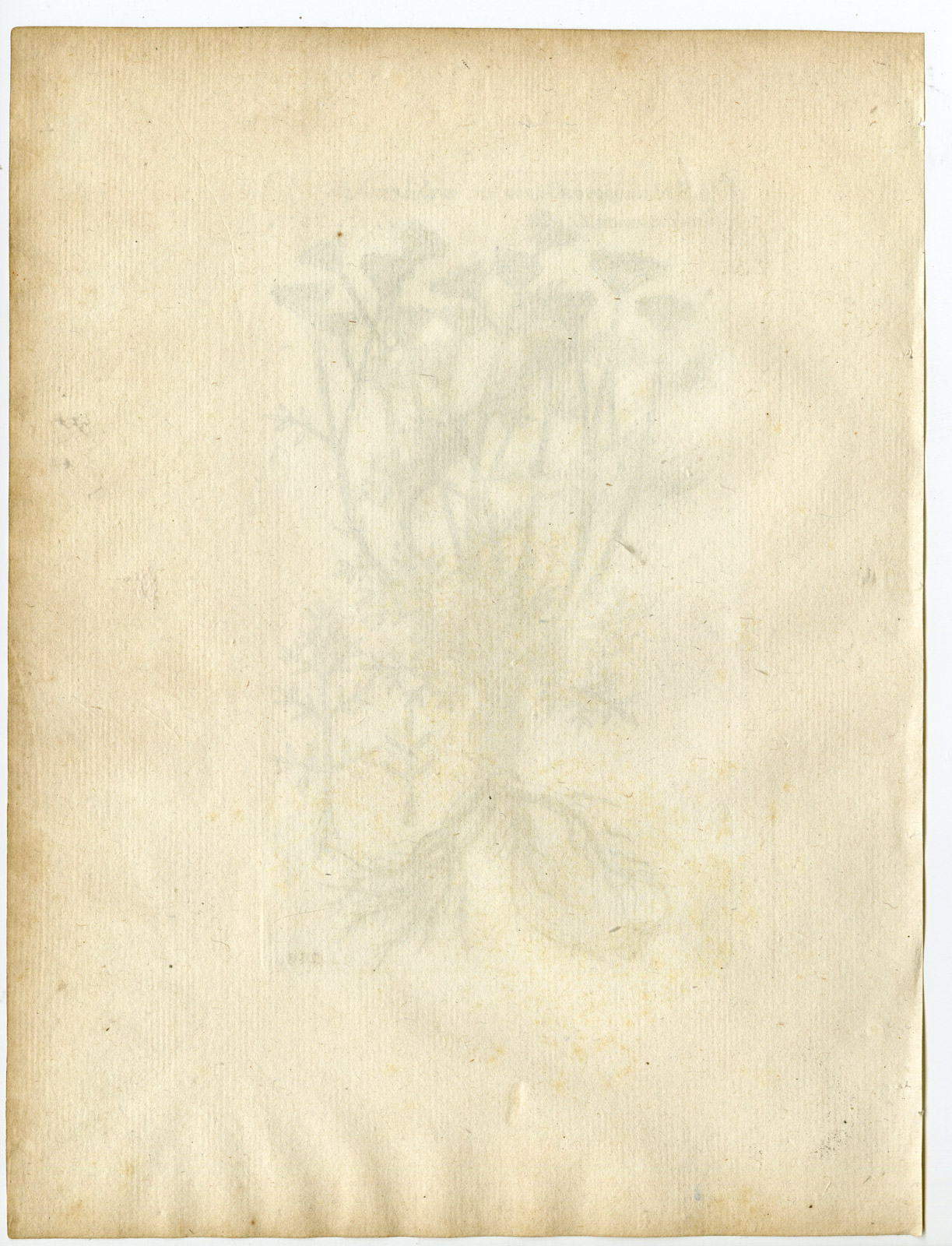 , Rare-Antique Print-SESELI ANNUUM-ANNUAL CICELY-Belleval-1796, Pictura Antique Prints