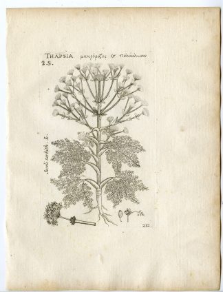 Rare-Antique Print-ATHAMANTA TURBITH-SESELI-Belleval-1796