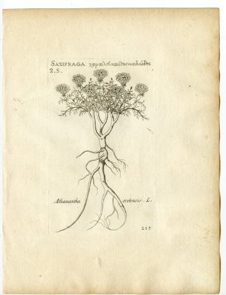 Rare-Antique Print-ATHAMANTA CRETENSIS-Belleval-1796
