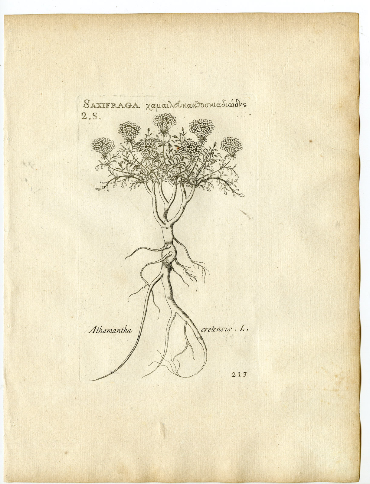 , Rare-Antique Print-ATHAMANTA CRETENSIS-Belleval-1796, Pictura Antique Prints