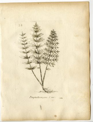 Rare-Antique Print-PIMPINELLA MAJOR-BURNET SAXIFRAGE-Belleval-1796
