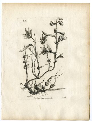 Rare-Antique Print-LATHYRUS LINIFOLIUS-BITTER VETCH-PEA-Belleval-1796