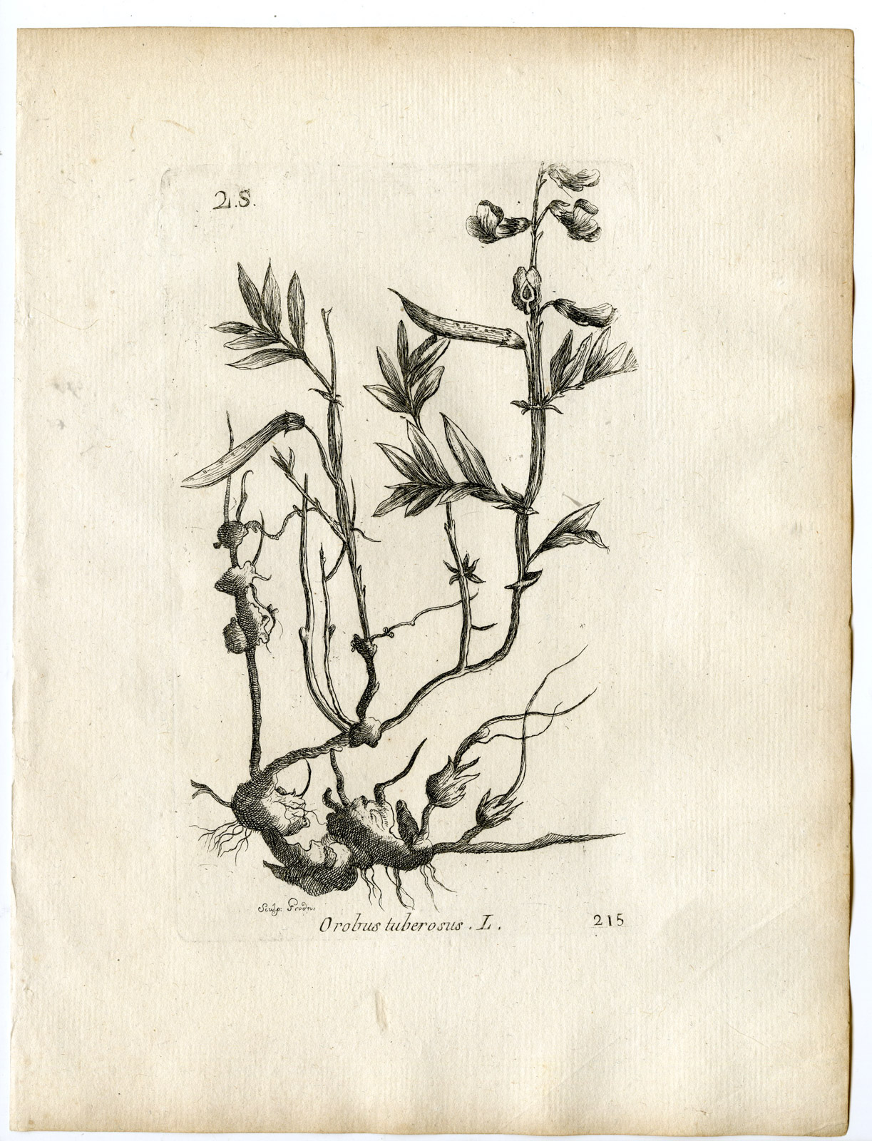 , Rare-Antique Print-LATHYRUS LINIFOLIUS-BITTER VETCH-PEA-Belleval-1796, Pictura Antique Prints