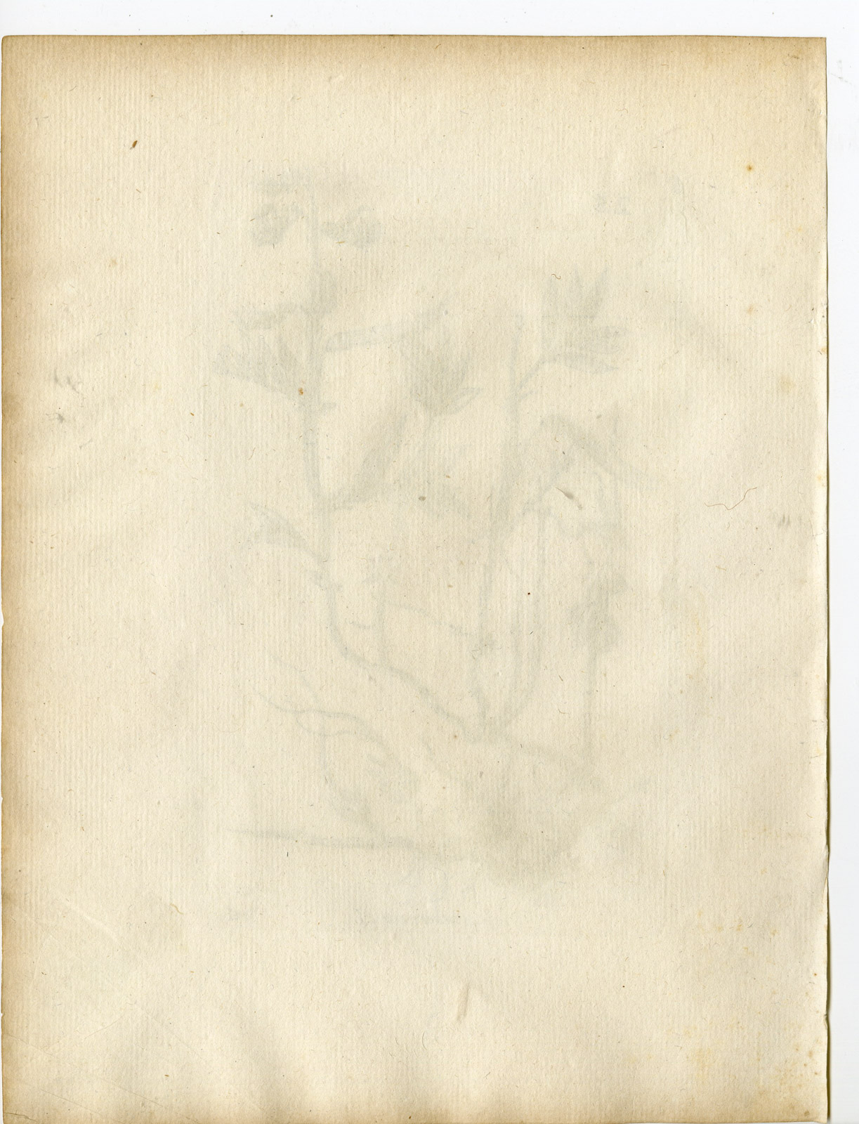 , Rare-Antique Print-LATHYRUS LINIFOLIUS-BITTER VETCH-PEA-Belleval-1796, Pictura Antique Prints