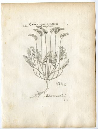 Rare-Antique Print-ONOBRYCHIS SAXATILIS-ROCK SAINFOIN-Belleval-1796