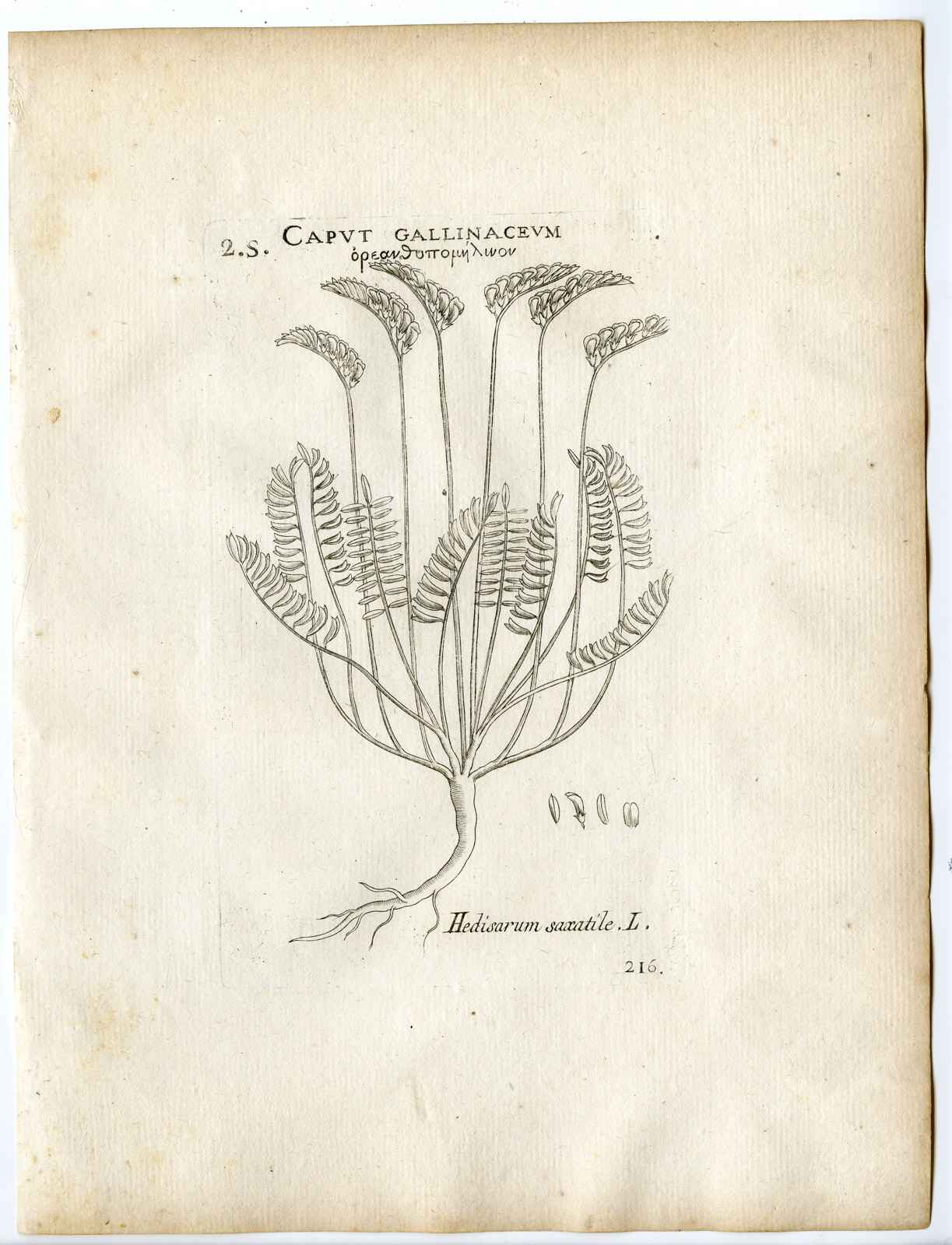 , Rare-Antique Print-ONOBRYCHIS SAXATILIS-ROCK SAINFOIN-Belleval-1796, Pictura Antique Prints