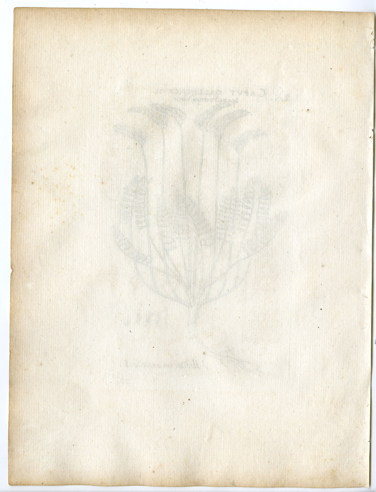 , Rare-Antique Print-ONOBRYCHIS SAXATILIS-ROCK SAINFOIN-Belleval-1796, Pictura Antique Prints