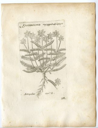 Rare-Antique Print-ASTRAGALLUS CICER-MILKVETCH-Belleval-1796