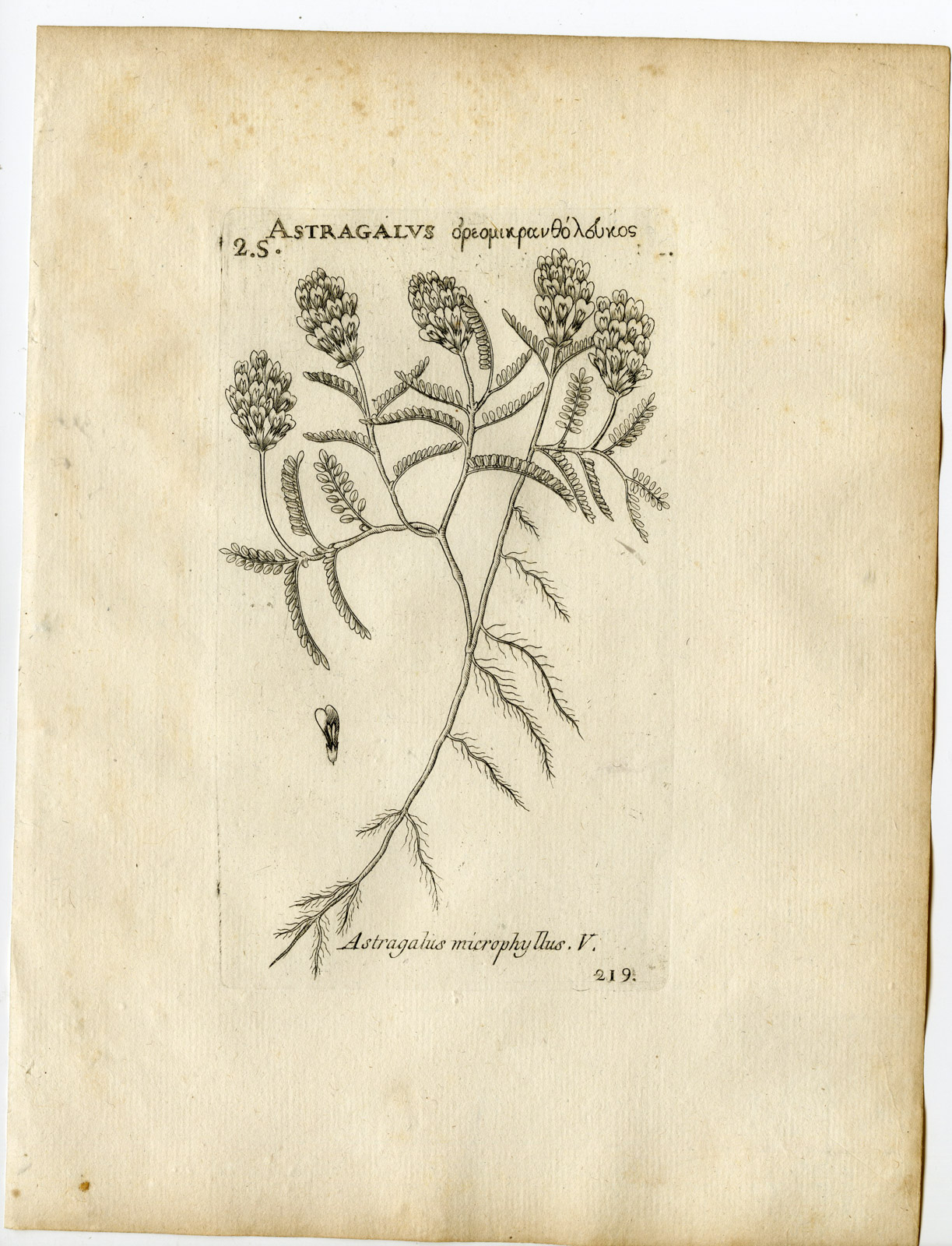 , Rare-Antique Print-OXYTROPIS MICROPHYLLA-LOCOWEED-Belleval-1796, Pictura Antique Prints