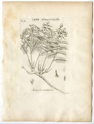 Rare-Antique Print-ASTRAGALUS MONTII-MILKVETCH-Belleval-1796