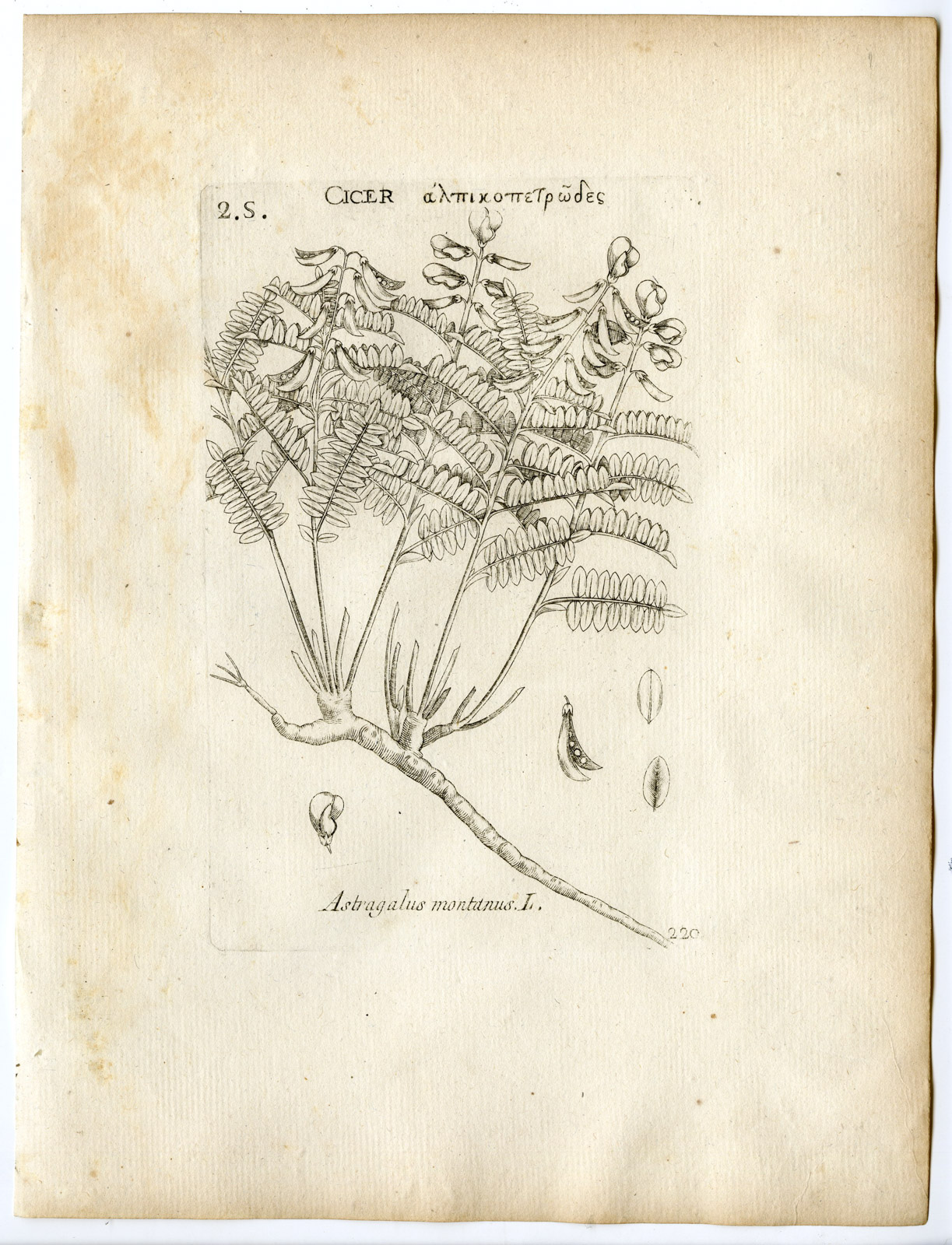 , Rare-Antique Print-ASTRAGALUS MONTII-MILKVETCH-Belleval-1796, Pictura Antique Prints
