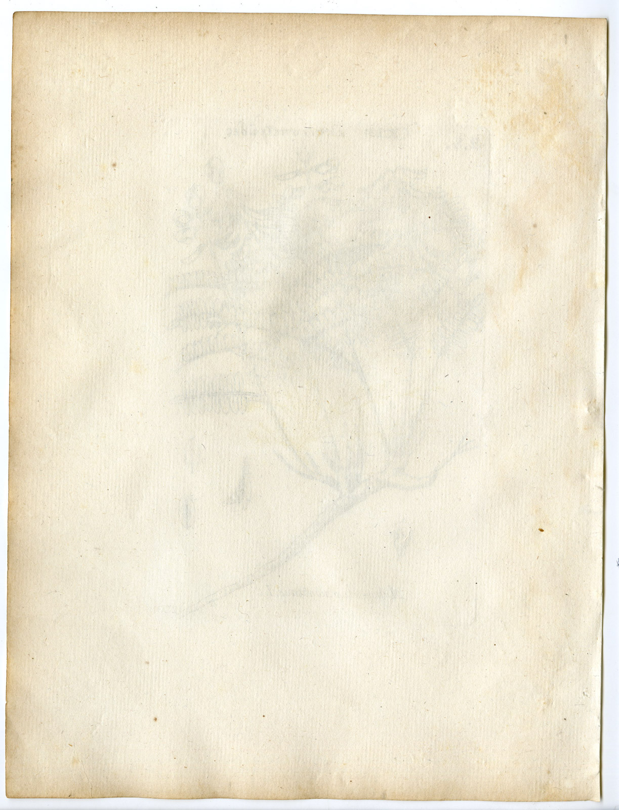 , Rare-Antique Print-ASTRAGALUS MONTII-MILKVETCH-Belleval-1796, Pictura Antique Prints