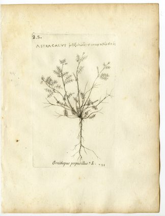 Rare-Antique Print-ORNITHOPUS PERPUSILLUS-BIRD'S FOOT-Belleval-1796