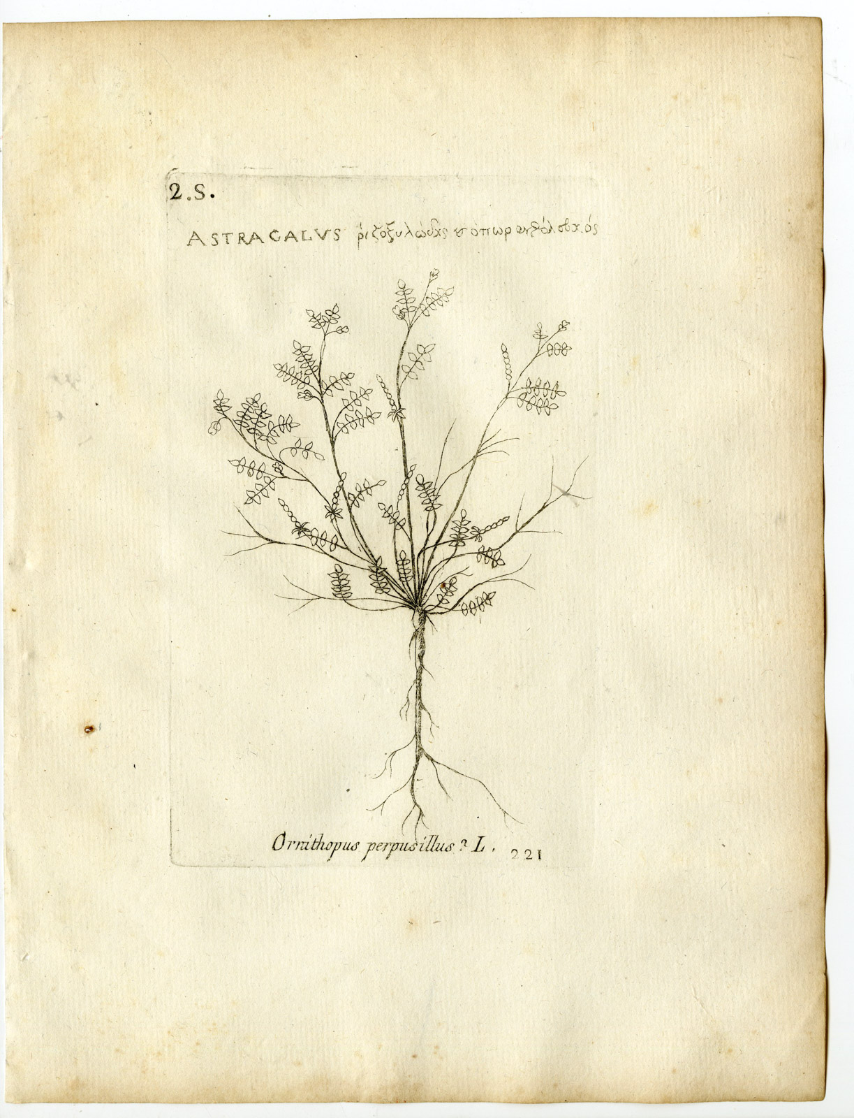 , Rare-Antique Print-ORNITHOPUS PERPUSILLUS-BIRD’S FOOT-Belleval-1796, Pictura Antique Prints